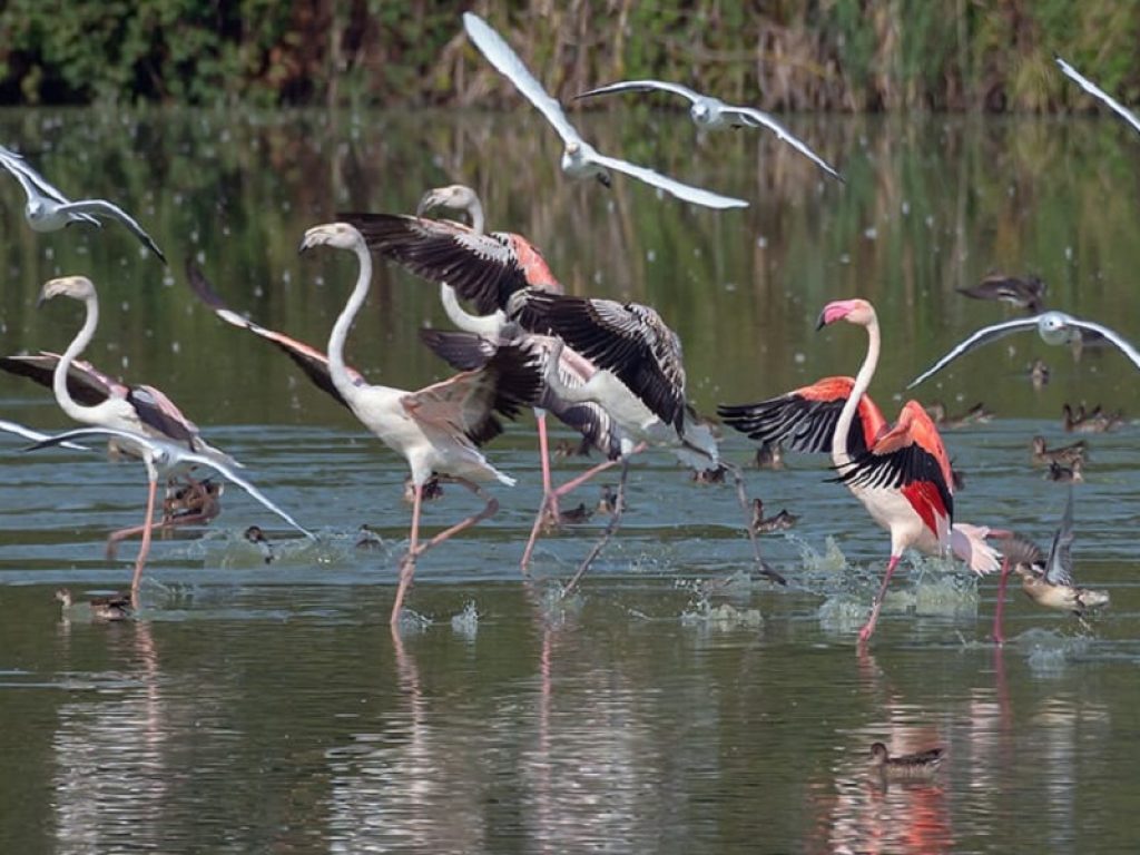 Fenicotteri spettacolari alle Vasche di Maccarese