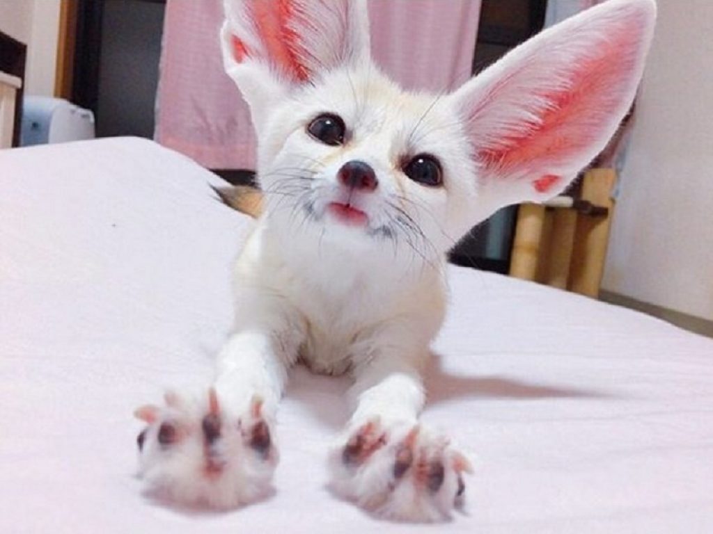 Una volpe per amica: la dolcezza di Maron, il fennec di Instagram. Questo simpatico esemplare ha un seguito di oltre 40mila follower