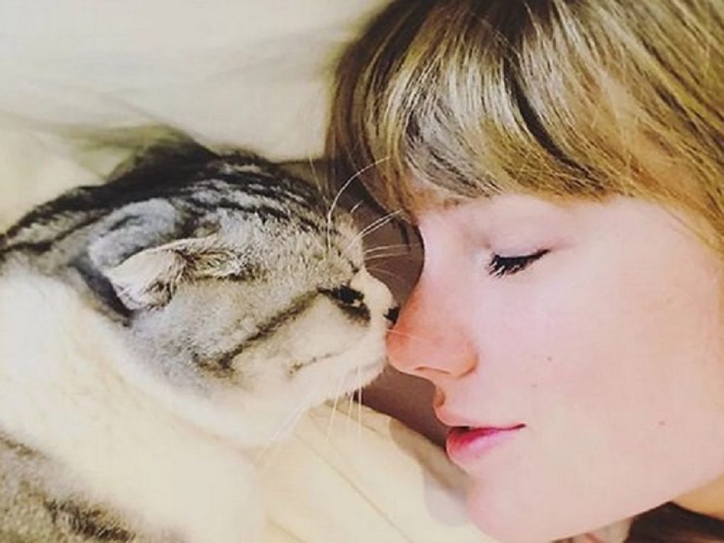 I gatti di Taylor Swift sono i più cercati sul web