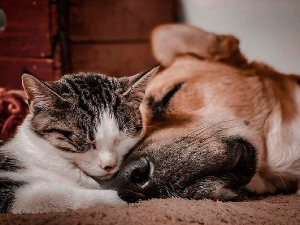 Mini e Cooper: gatto e cane amici inseparabili