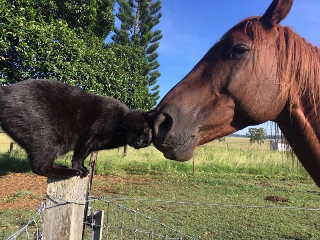 Morris e Champy: gatto e cavallo amici inseparabili