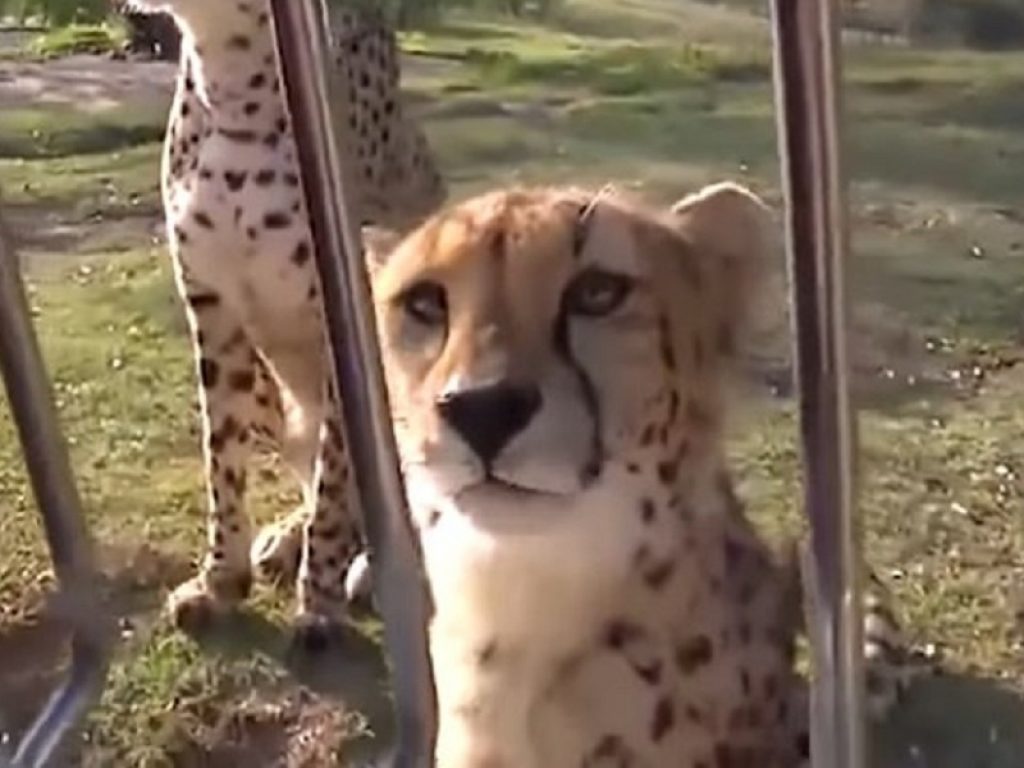 Ghepardo fa le fusa come un gatto: il video è virale