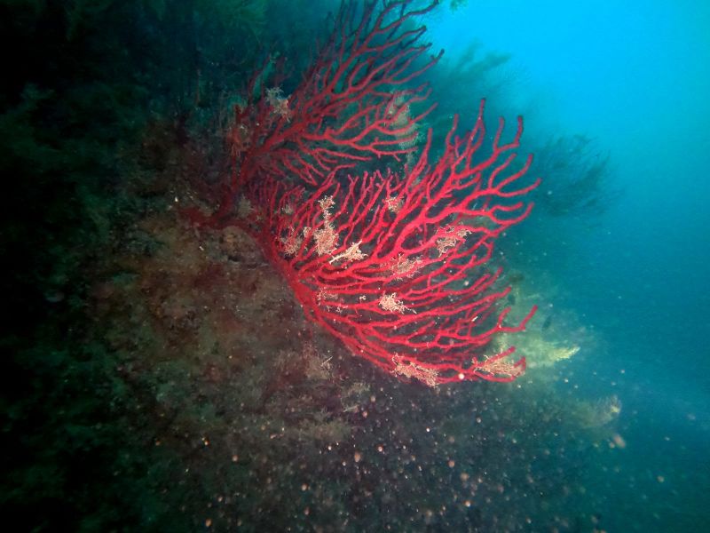 Cavallucci marini, murene, polpi, corallo nero, gorgonie: un tesoro sommerso alle Secche di Tor Paterno, nelle acque di fronte alla tenuta di Castelporziano