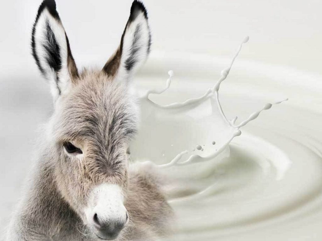 Pediatri sconsigliano latte di asina: ha pochi grassi