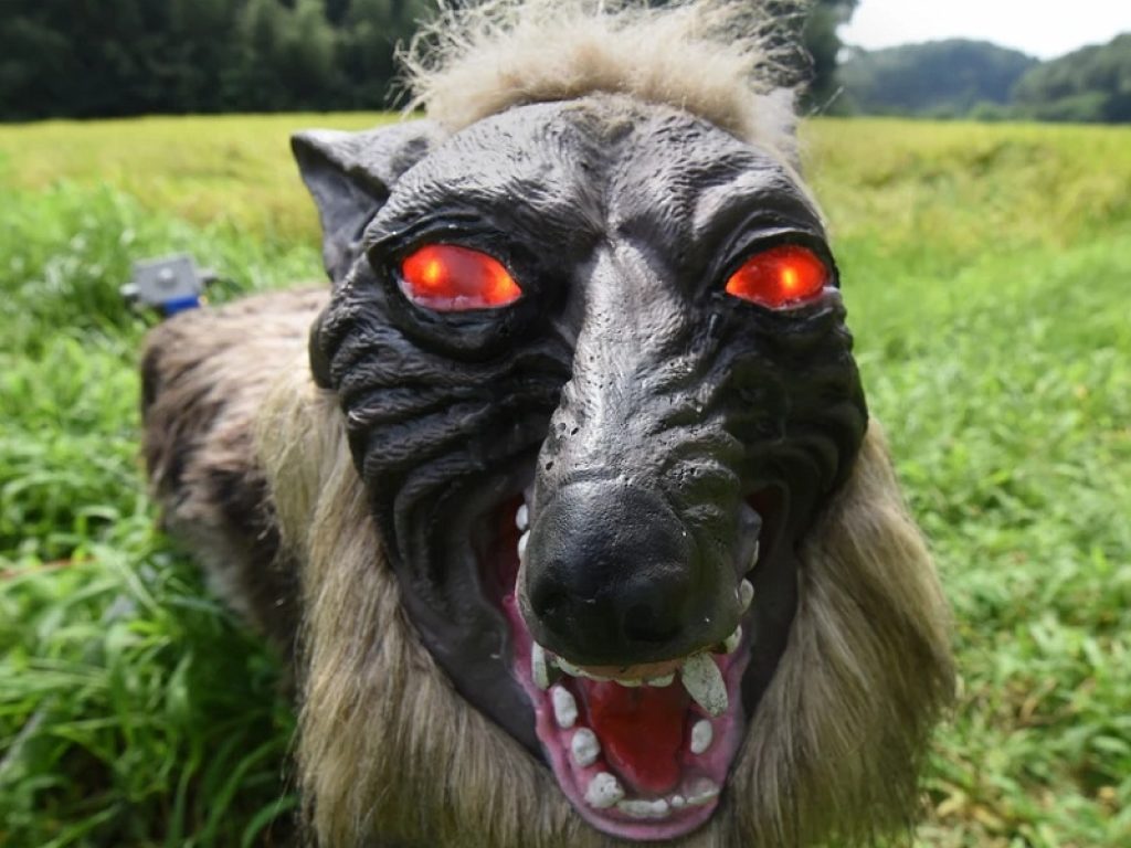In Giappone, nell’isola settentrionale di Hokkaido, arrivano i lupi-robot contro gli attacchi degli orsi: il dispositivo è chiamato "Monster Wolf"
