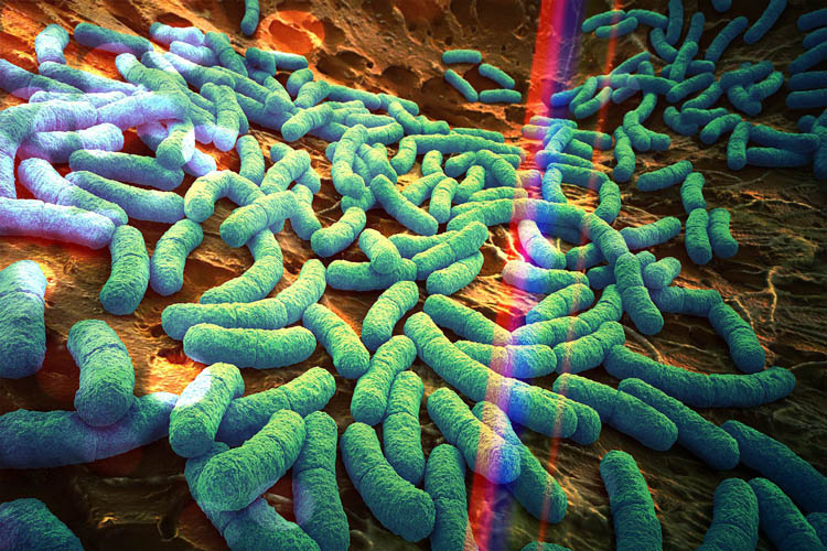 Il consumo di dolcificanti non zuccherini può alterare significativamente la composizione del microbioma e la funzione nell'intestino tenue metabolicamente attivo