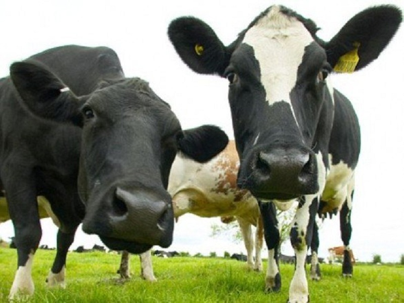 Con il Covid boom di fake news sul cibo