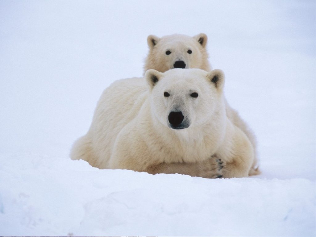 Andy Derocher: il biologo che salva gli orsi polari