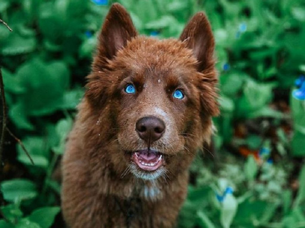 Quoi: l'Husky color cioccolato star di Instagram
