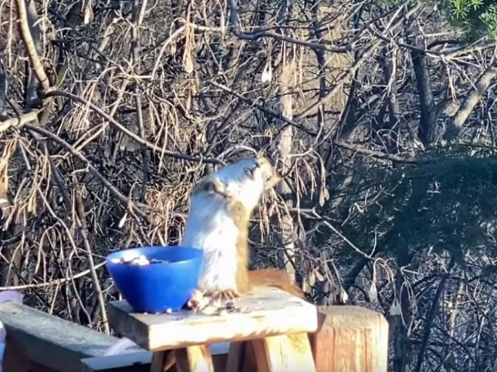 Scoiattolo ubriaco con le pere fermentate: il video è virale