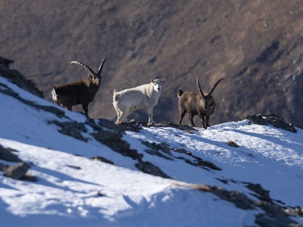 In Val di Susa avvistato uno stambecco bianco e senza corna