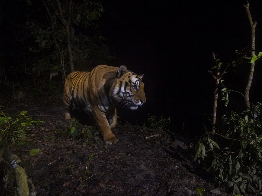 Samundra, Sabita e la prima tigre in alta quota