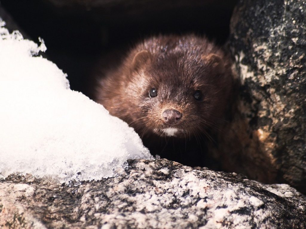 La Danimarca abbatterà 17 milioni di visoni per contrastare l'epidemia da Covid-19. Il WWF: "Urgente ripensare i nostri modelli di produzione intensiva"