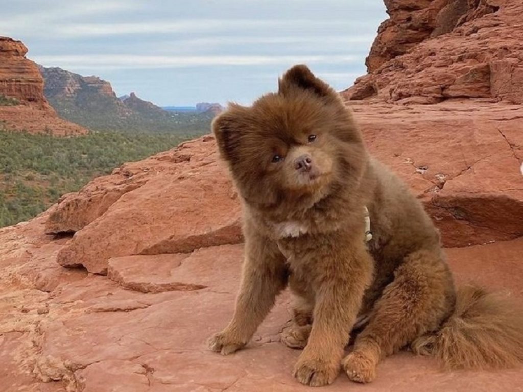 Bertram, il volpino che sembra un peluche