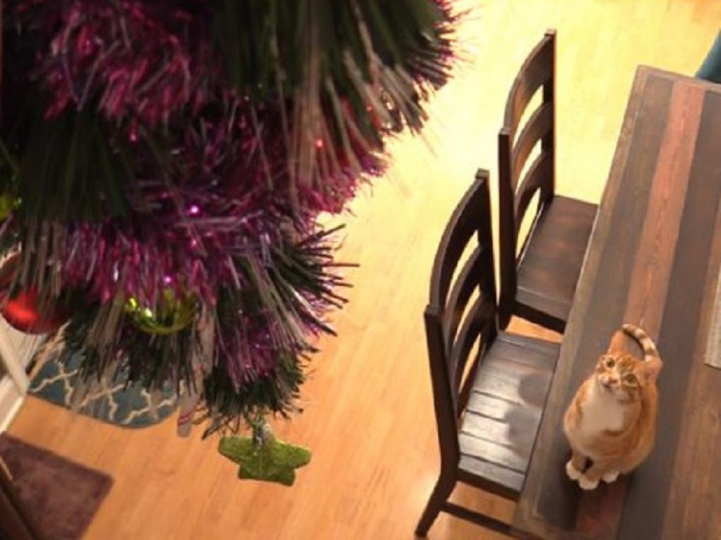 Se il gatto o il cane prendono di mira l'albero di Natale ecco le soluzioni più divertenti: con queste strategie salverai uno dei simboli delle Feste