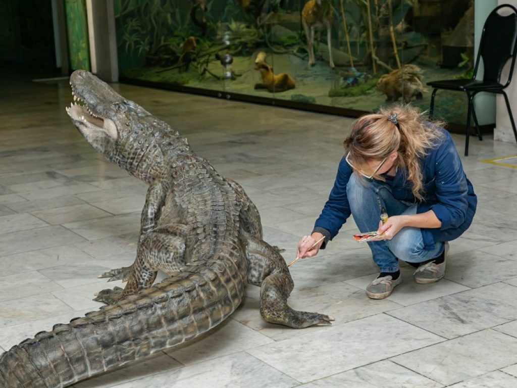 Imbalsamato l'alligatore di Hitler, ora sarà esposto in un museo: Saturn era morto lo scorso maggio nello zoo di Mosca, ecco la sua storia