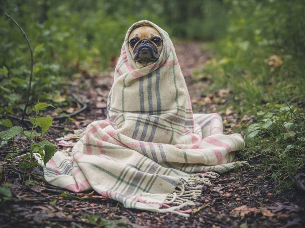 Da LNDC 10 consigli per proteggere gli animali dal freddo