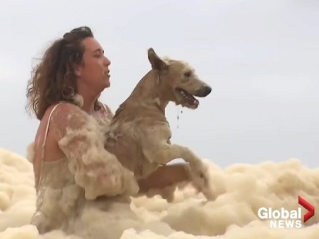 Australia, cane si perde nella schiuma marina alta metri: il video diventa subito virale e fa il giro del mondo. L'animale è stato salvato