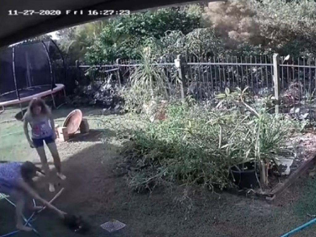 Salva cane attaccato da pitone: il video è virale