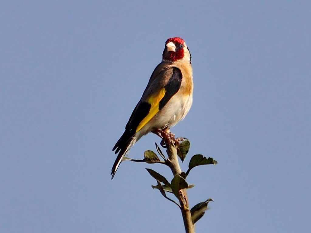 Uccelli nidificanti: ecco il nuovo Atlante europeo