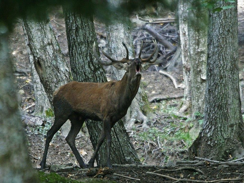 Il Veneto sperimenta a Pian Rosada i rimboschimenti innovativi a prova di cervo