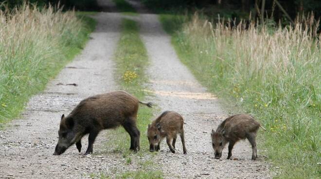Altri casi sospetti di Peste Suina Africana in Italia, Coldiretti: “È mancata la prevenzione”. UNC chiede di abbattere gli animali infetti