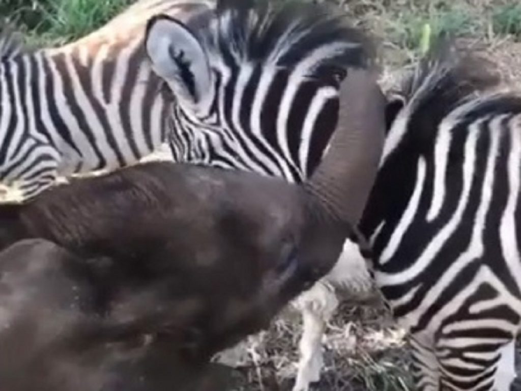 Cucciolo di elefante coccola una baby zebra: il video è virale