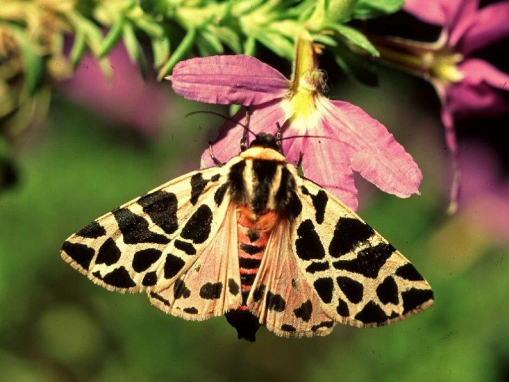 Oasi di Ca' Brigida scrigno di biodiversita
