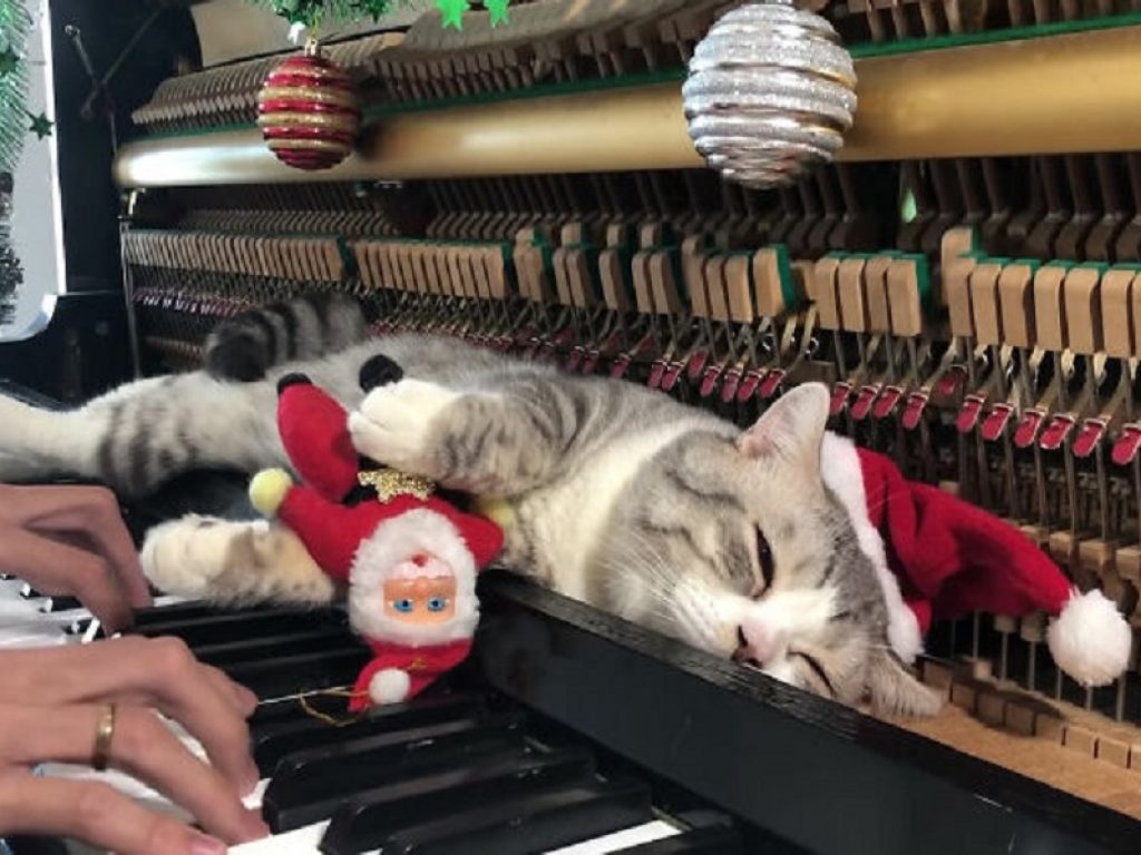 Gatto gioca con il pianoforte: il video è virale