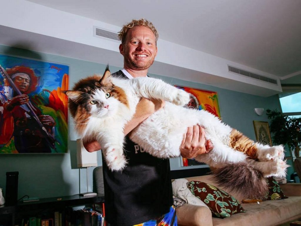 Samson, il gatto gigante è una star sui social