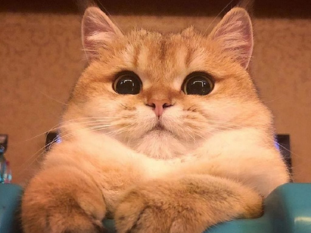 Tootie, la gatta che ha conquistato Instagram