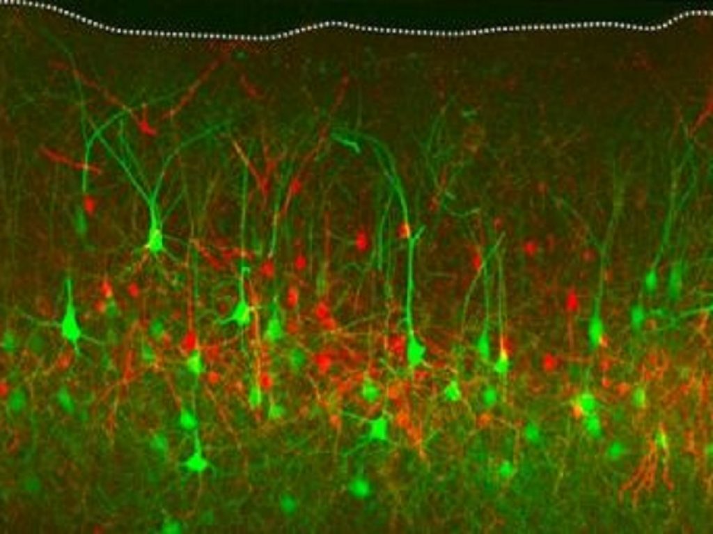 Beatrix è il  primo strumento molecolare per visualizzare i mosaici genetici nelle cellule in vivo: permetterà di studiare il mosaicismo tipico di malattie neurologiche e oncologiche