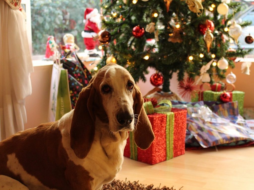 Natale...da cani: due su tre riceveranno un regalo