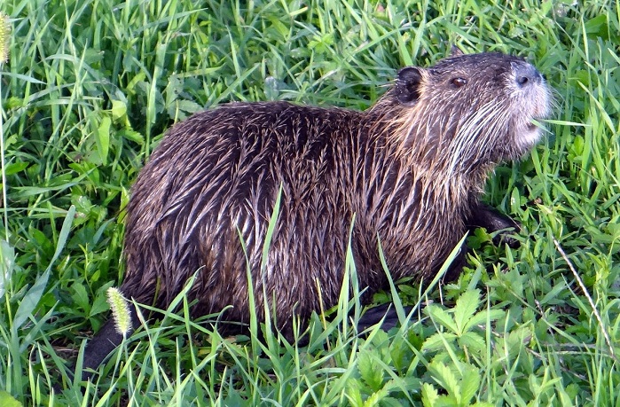 Con le risorse del “Fondo per il controllo delle specie esotiche invasive”, il ministero della Transizione Ecologica, ha elaborato un Piano di gestione nazionale della nutria