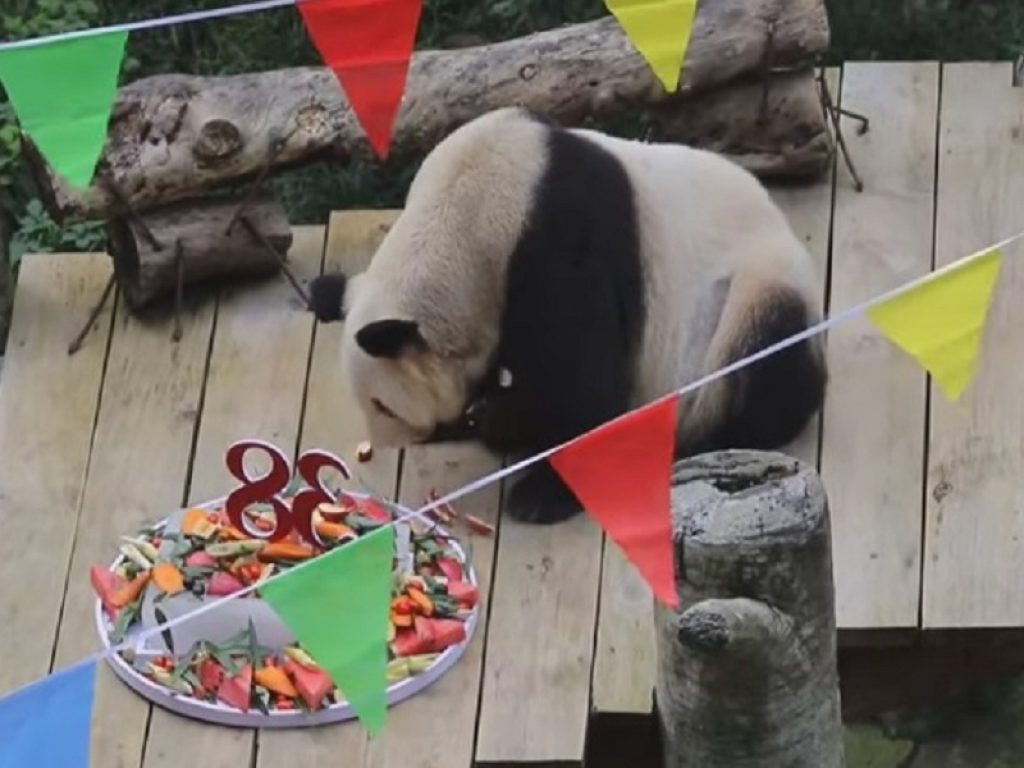 Morto Xinxing, il panda più anziano del mondo