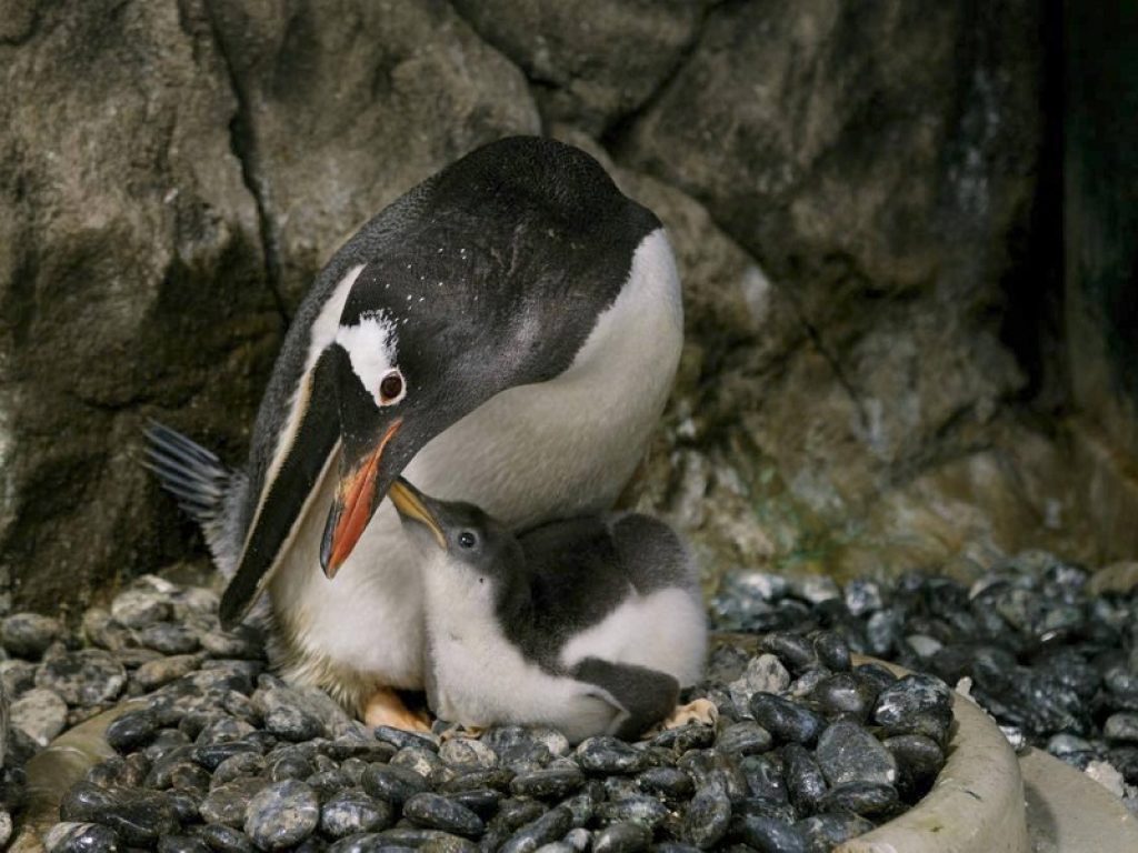 In Australia coppia di pinguini gay cova per la seconda volta un uovo vero: Sphen e Magic diventano genitori di un altro pulcino