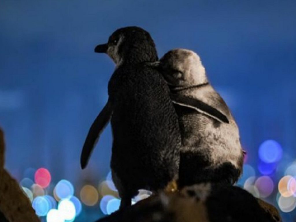 Ocean Photography: vince la foto dei pinguini vedovi