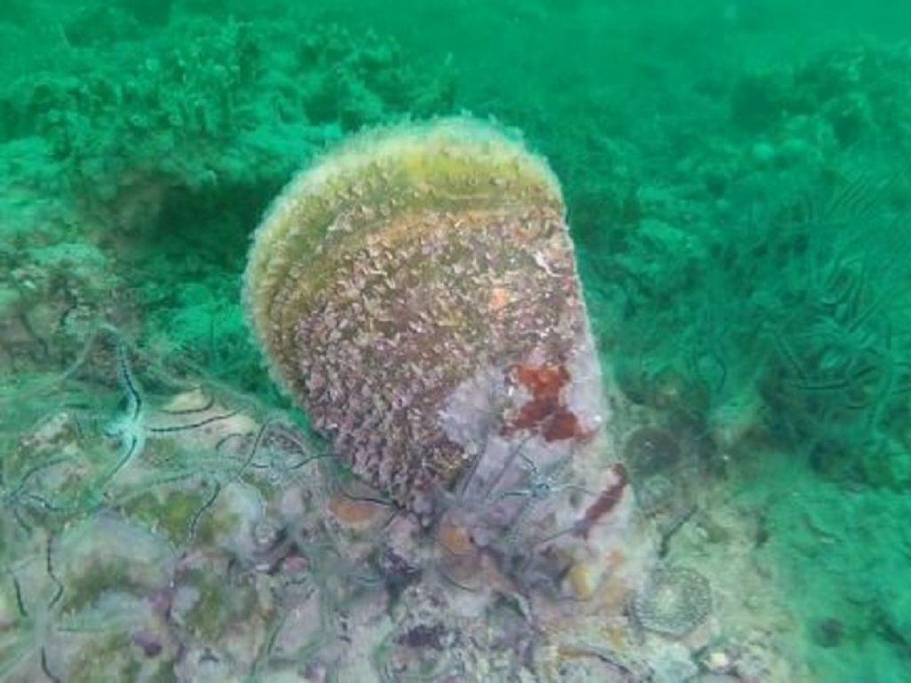 Allarme Pinna nobilis: registrata una grave morìa lungo le coste del Veneto che finora erano state risparmiate