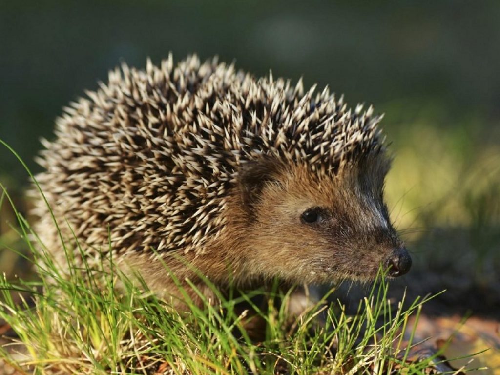 Ricci in difficoltà nella stagione invernale per i cambiamenti climatici: il letargo è ritardato e sono più esposti a malattie
