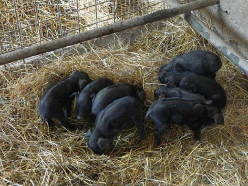Test genetici per scongiurare l'estinzione del suino nero lucano: individuata un’anomalia che causa problemi di fertilità e un’alta mortalità degli embrioni di questa razza