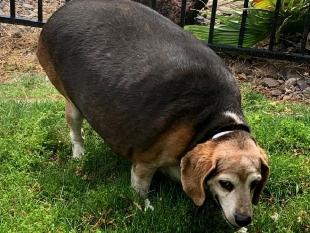 Forza Wolfgang! Il beagle obeso messo a dieta perde 23 kg: quando è stato adottato in un canile ne pesava 17 in più