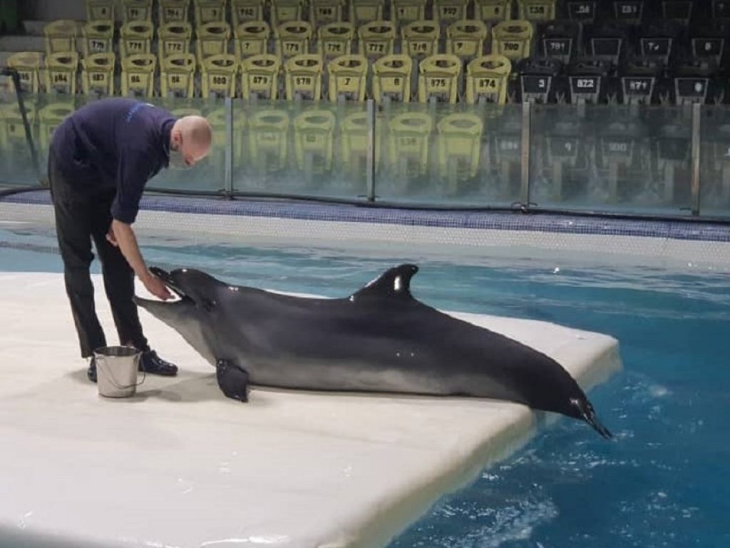 La delfina Kasya è giunta a Kish Island