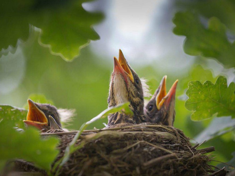 Così la fecondità della covata influisce sulla demografia del torcicollo