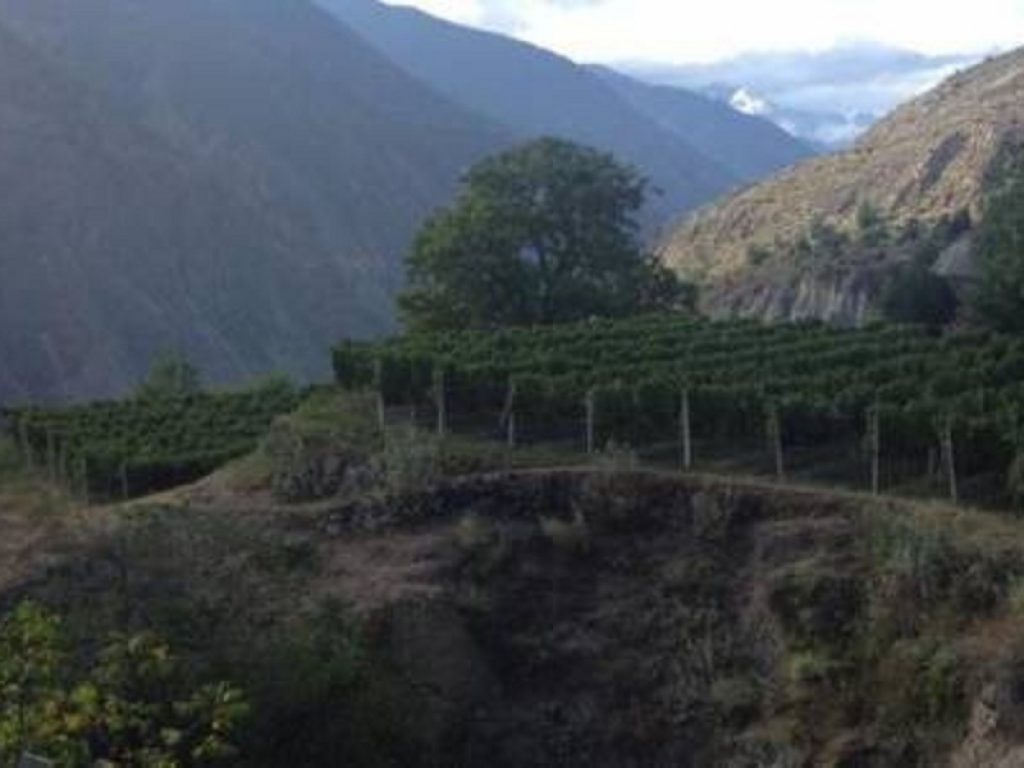 Lvmh trova in Cina microclima ideale per il vino francese