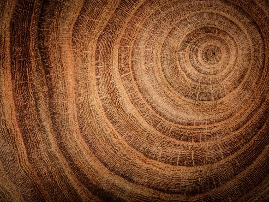 Negli anelli degli alberi mille anni di attività solare