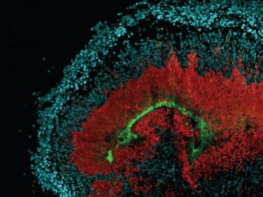 Nasce il primo atlante per catalogare gli organoidi