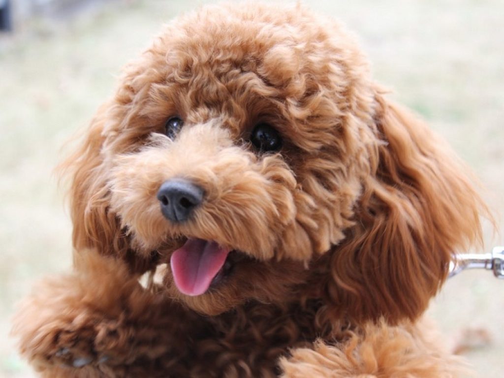 Barboncino e Scottish Fold il cane e il gatto del 2021