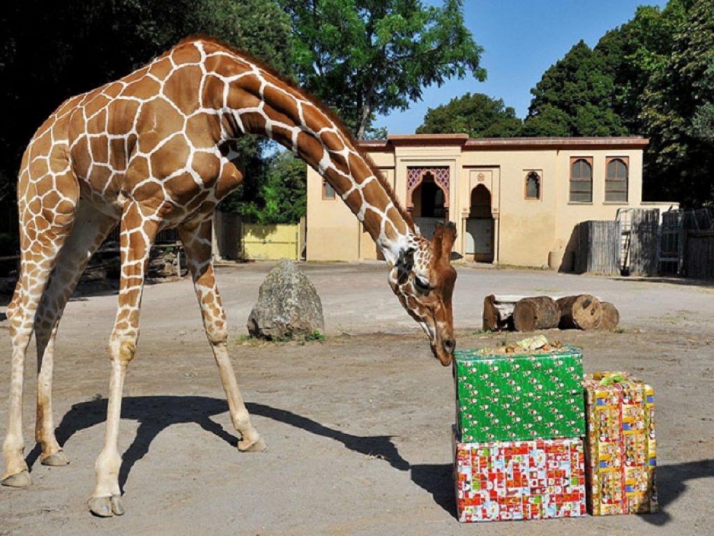 Al Bioparco di Roma i bambini entrano gratis