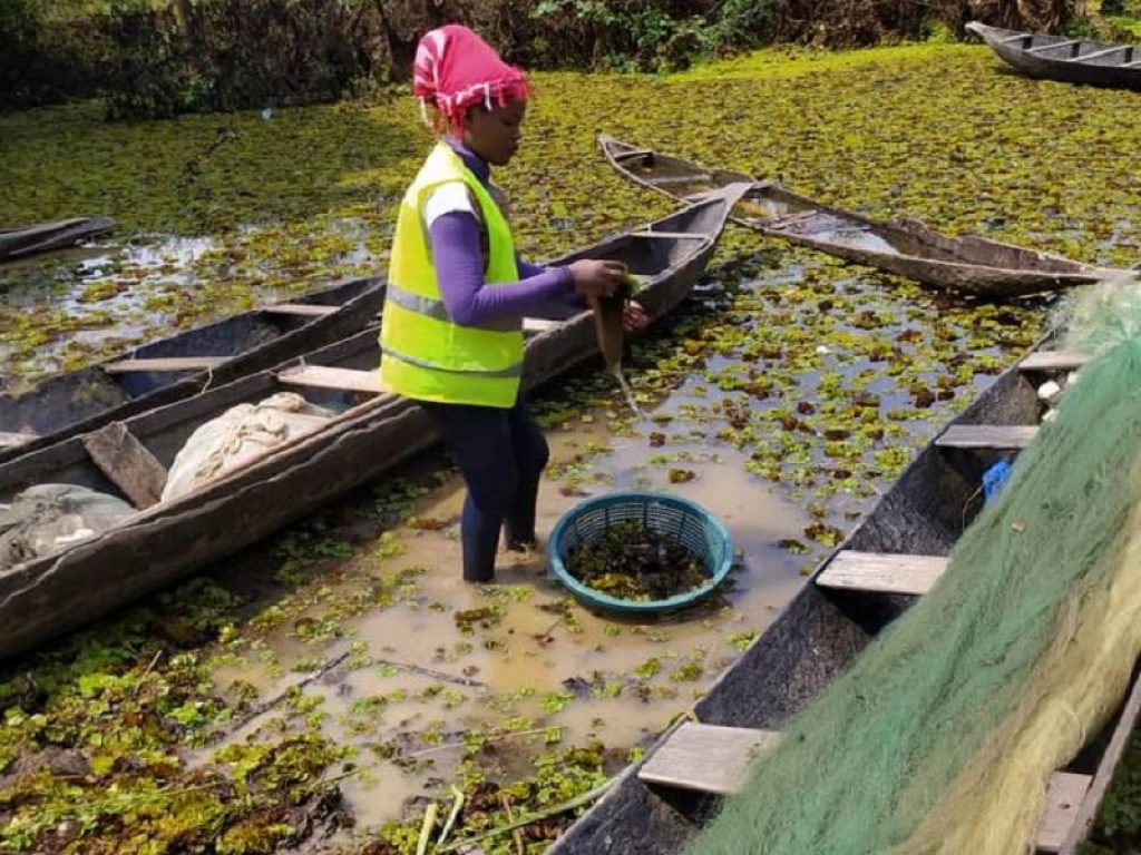 Camerun: lago Ossa invaso dalla Salvinia molesta
