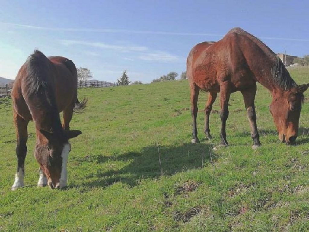 Il mistero dei cavalli morti a Tignano arriva in Parlamento. Presentata un'interrogazione ai ministri della Salute e dell'Ambiente